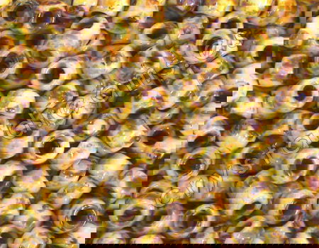 7/0 Matubo Beads - Chalk Travertin Dark - 5 gr. - - Crystaldreams Abalorios