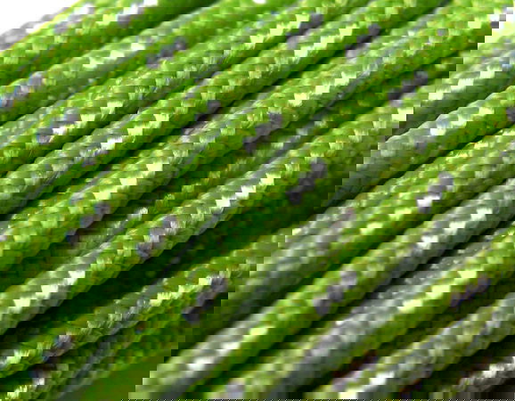 Cordon tejido de 3mm - Green - x 33cm - - Crystaldreams Abalorios