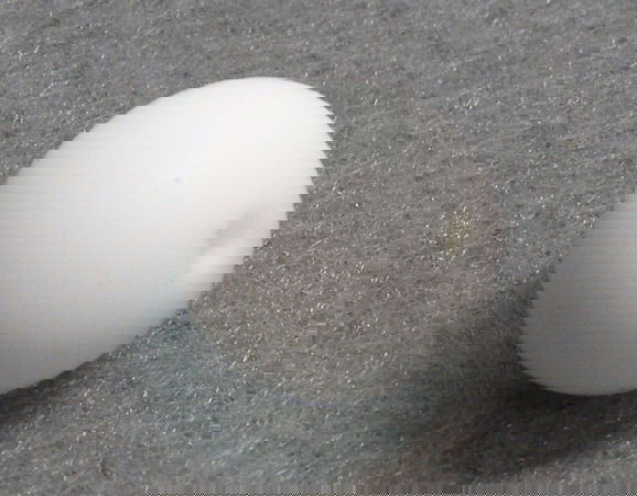 Bola de silicona de 15mm - Agujero: 1,7mm - White -  - Crystaldreams Abalorios